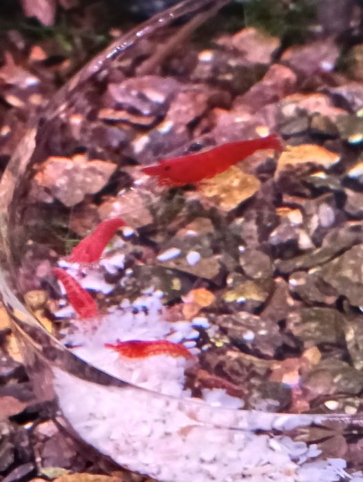 Camarões neocaridina