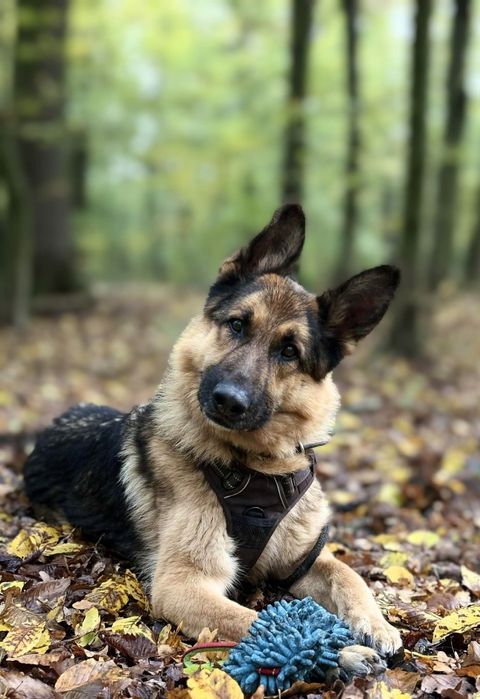 Blejz czeka na prawdziwy dom