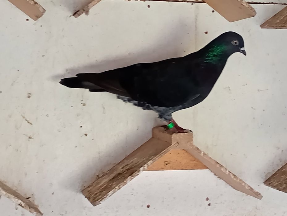 Gołębie tiplery zagłębiowskie