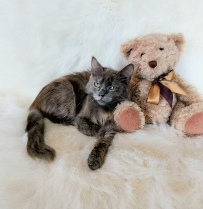 Мила 3.5 мес.
В поисках нового дома 
Ласковая, игривая.
К лоточку приу