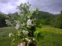 Квіти глоду сушені(цветы боярышника) з Карпат