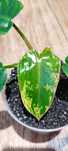 Philodendron ilsemanii