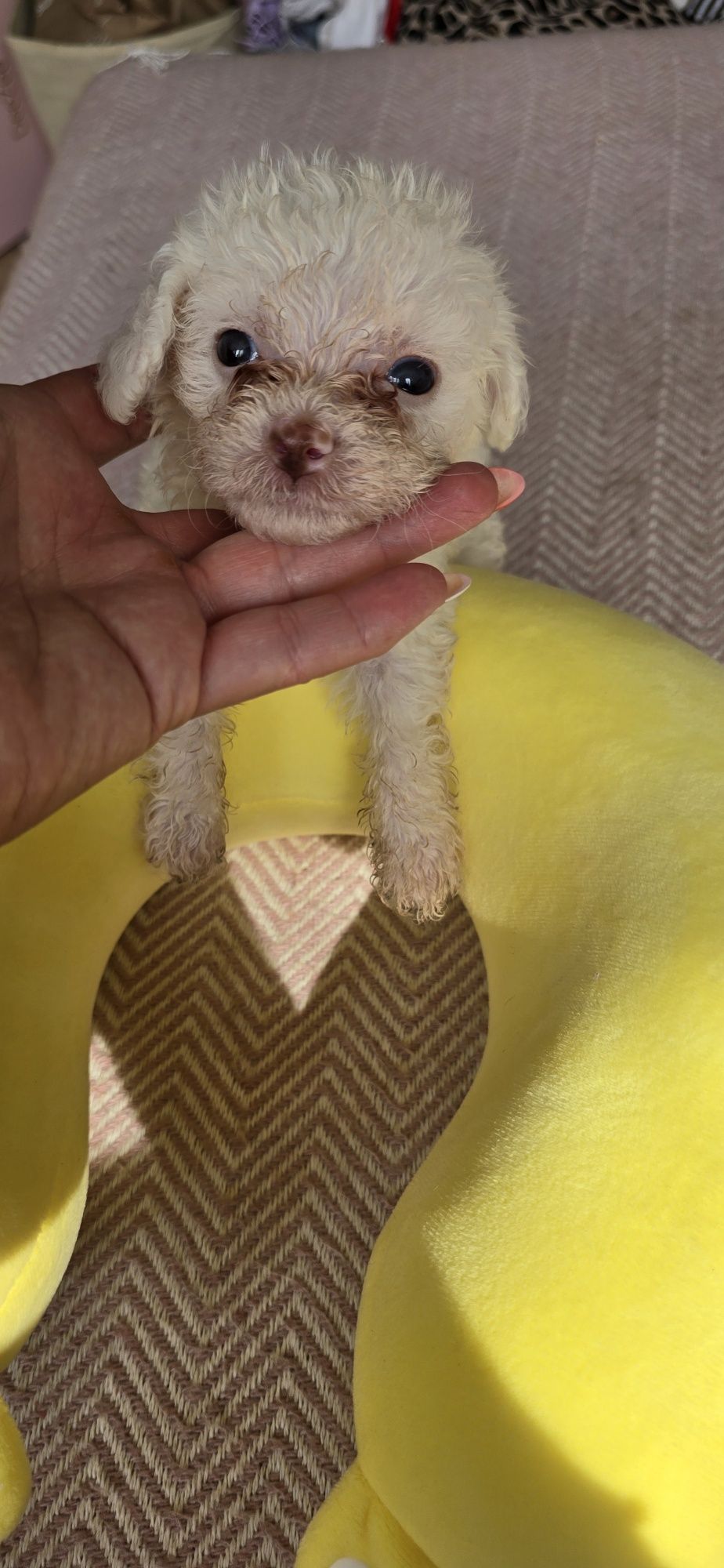 Malutki Maltipoo