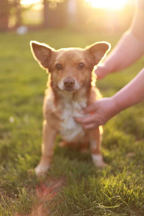 śliczna nieduża rudo-biała sunia prosi o dobry, spokojny dom