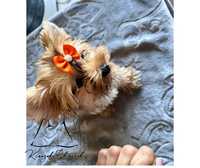 Ocean Pearl Yorkshire Terrier