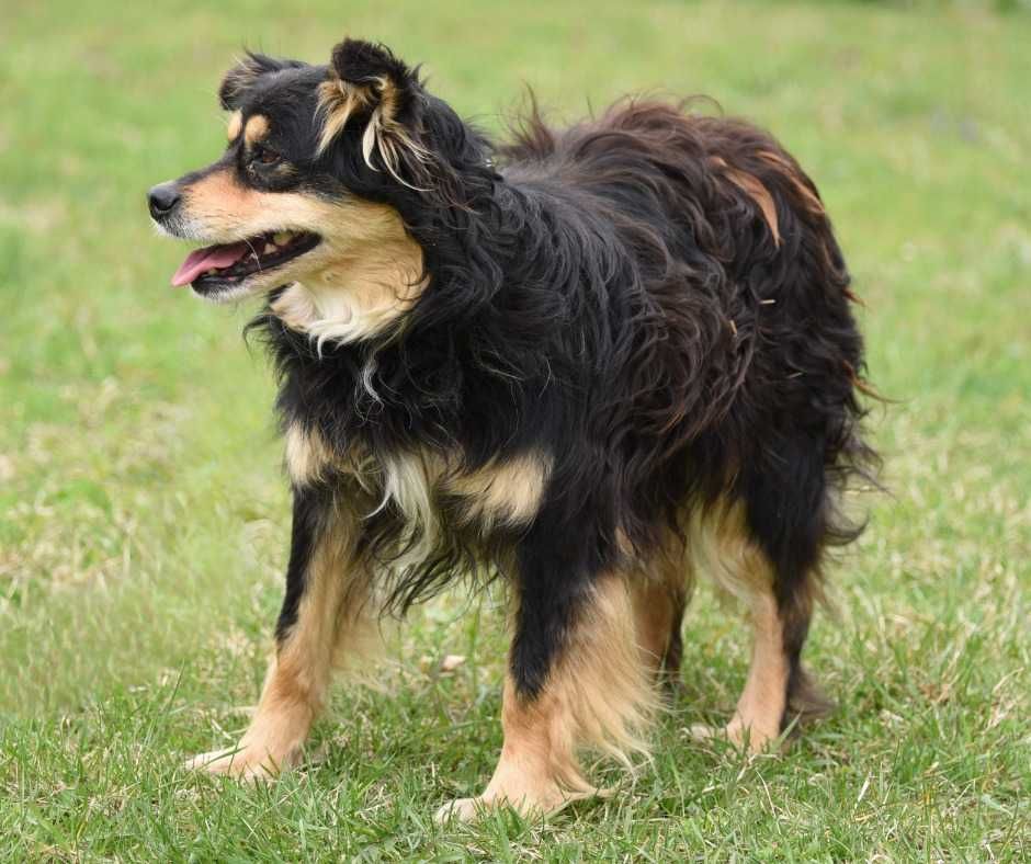 Lancelot - piesek do adopcji