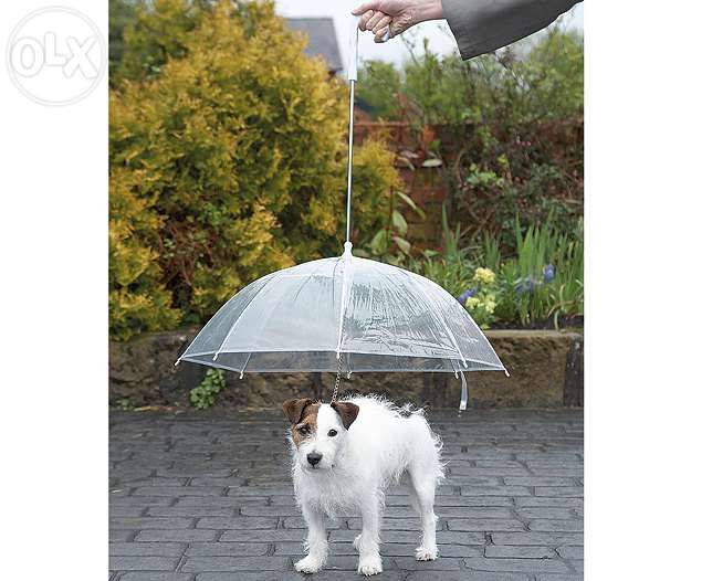 Guarda chuva para cão