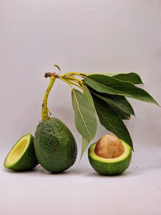 Awokado prosto z drzewa 1kg Hiszpania