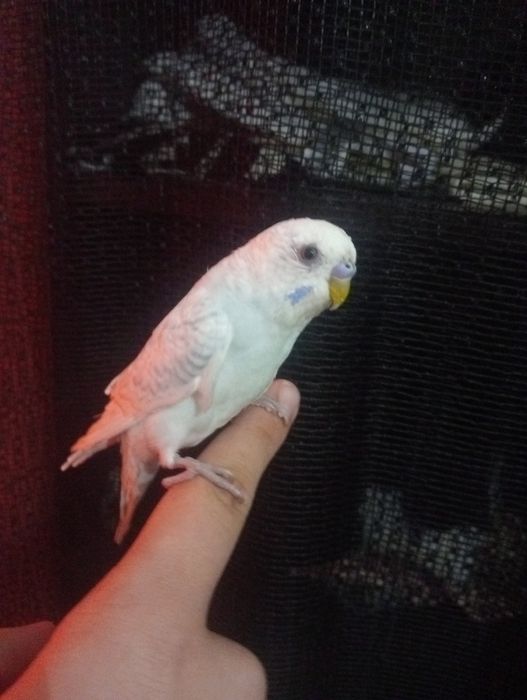 Periquito domésticado/criado a mão