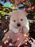 Szpic miniaturowy pomeranian suczka do rezerwacji