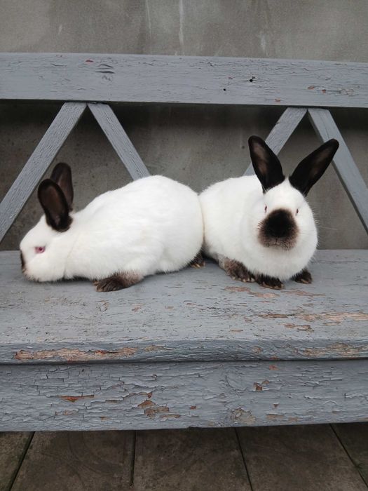 Продам кролі каліфорнійської породи