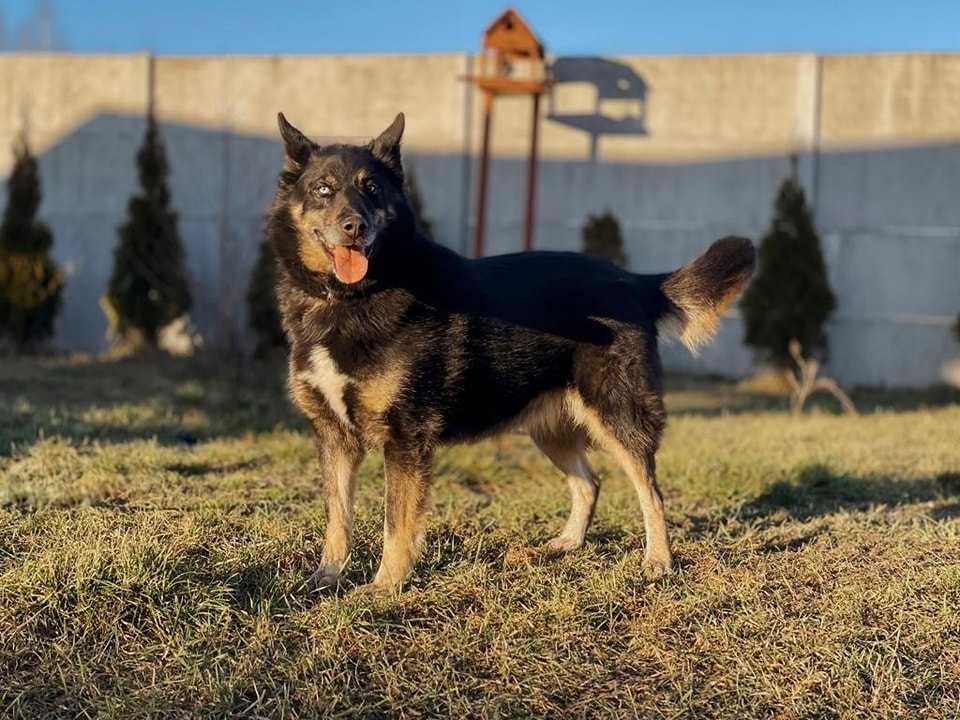 Blue - mix husky który lubi dzieci szuka domu