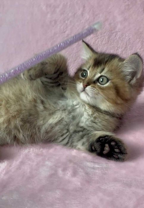 Кошеня від британської кішечки — золота дівчинка