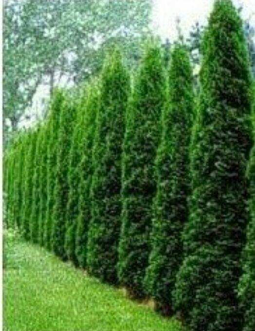 Thuja Szmaragd 5zł szt.