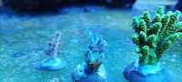 Acropora koralowce sps szczepki akwarium morskie