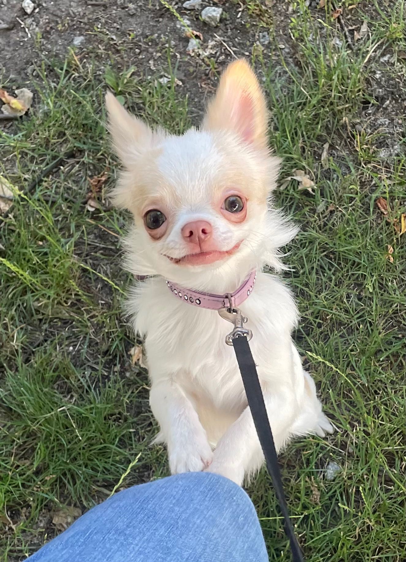 Śliczny malutki - Chihuahua długowłosy ZKwP