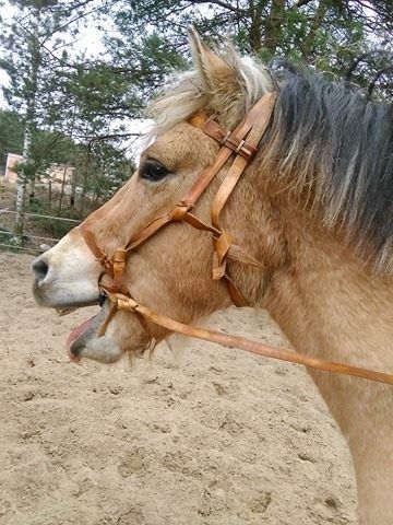 Ogłowia historyczne - medieval bridle