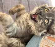 Piękny Maine coon  Ewan czarny dym  felis polonia w opcji  do hodowli