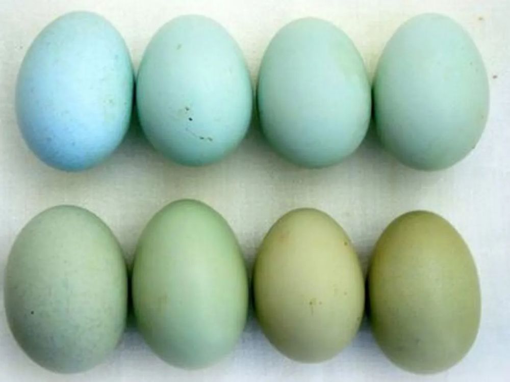 Инкубационное яйцо доминант чубатый , большой выбор пород