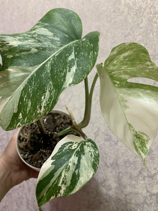 Продам монстеру Альба