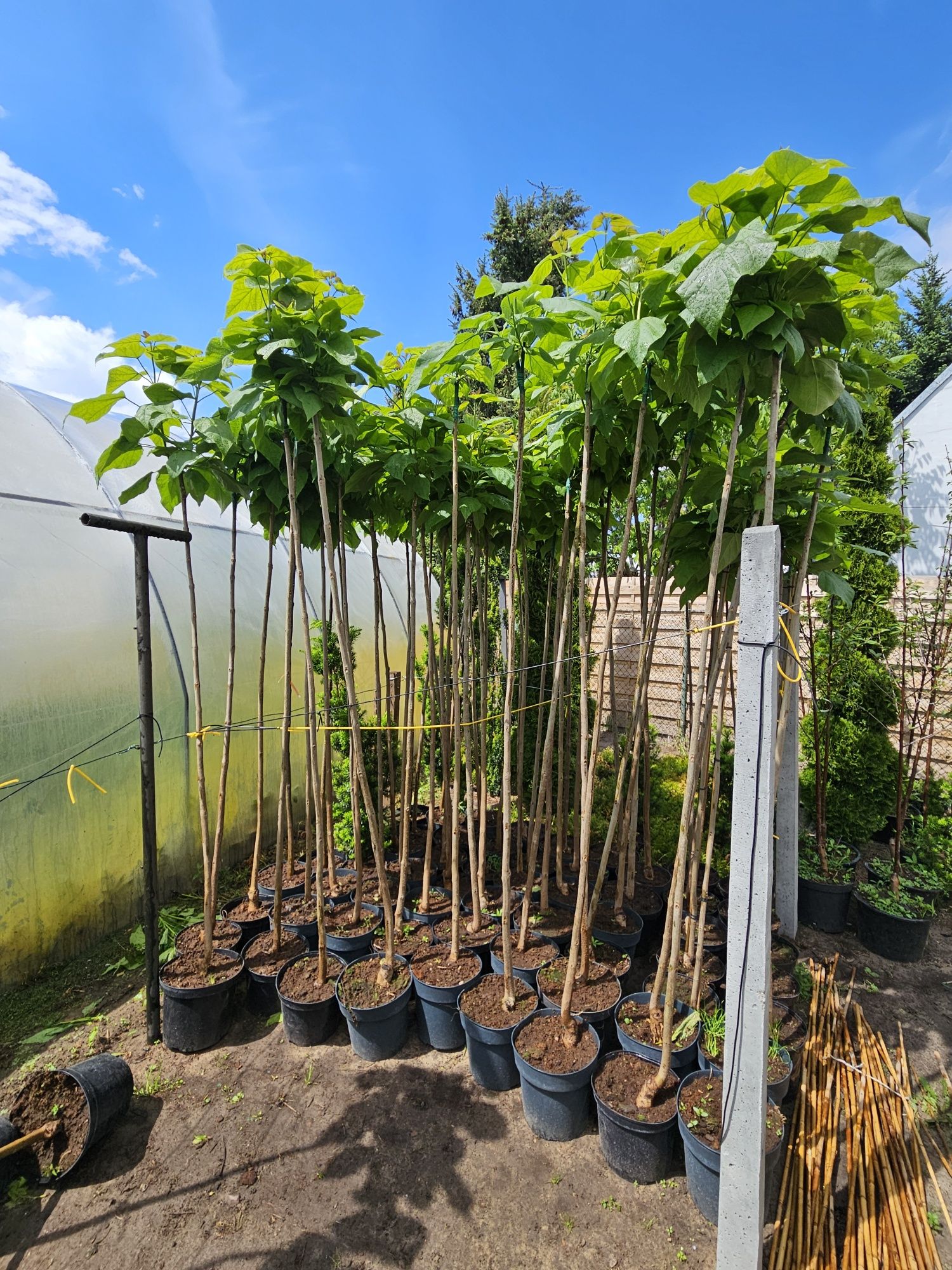 Katalpa Catalpa Nana 150cm-240cm