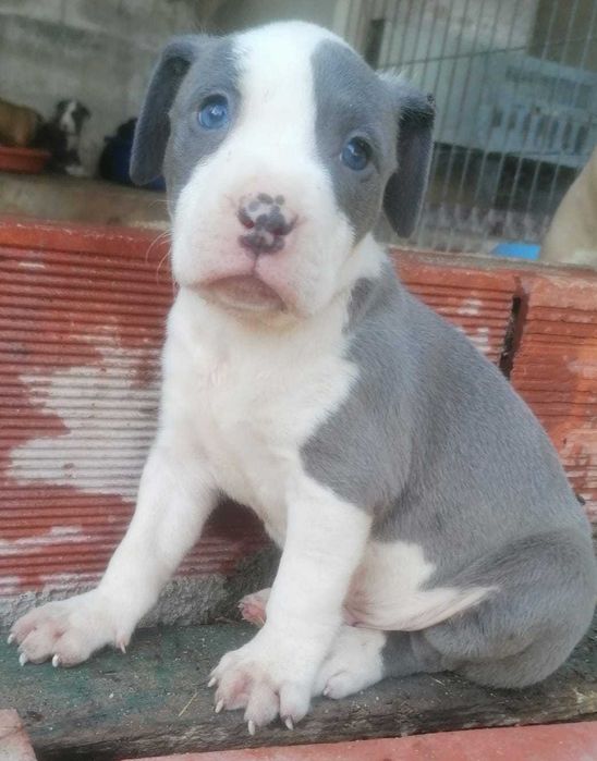 Cachorro American Staffordshire Terrier cinza