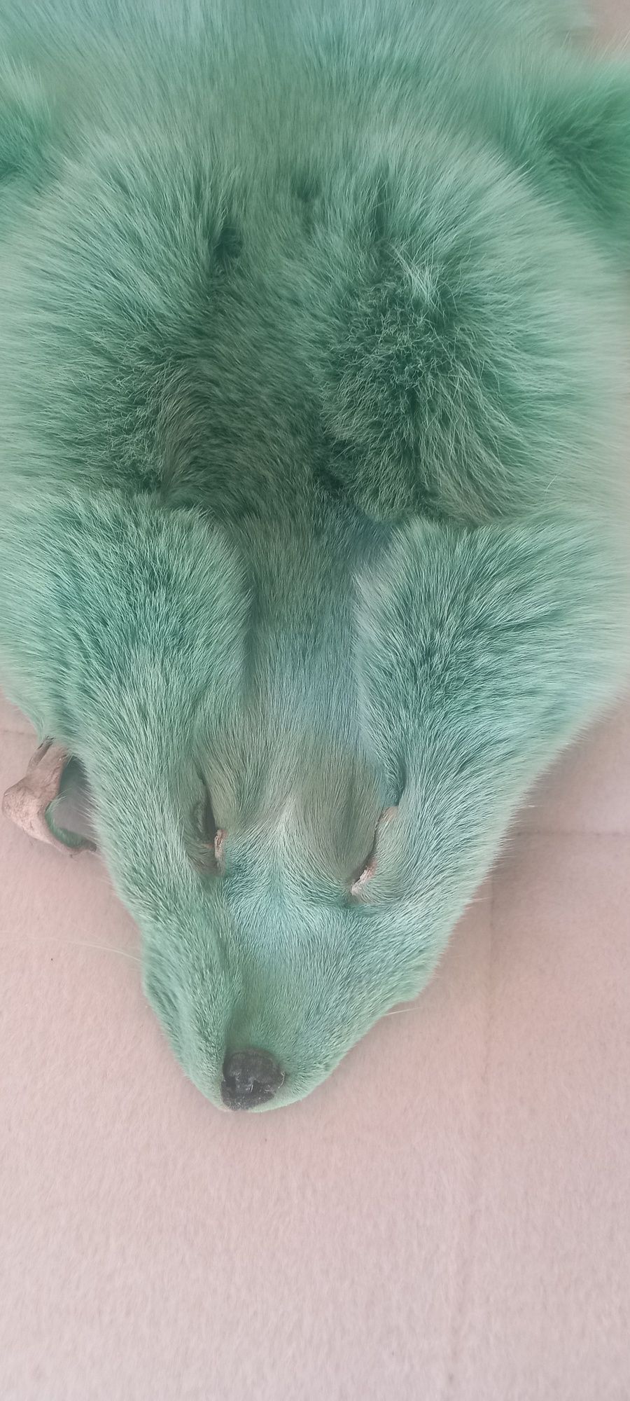 Pele de raposa verdadeira