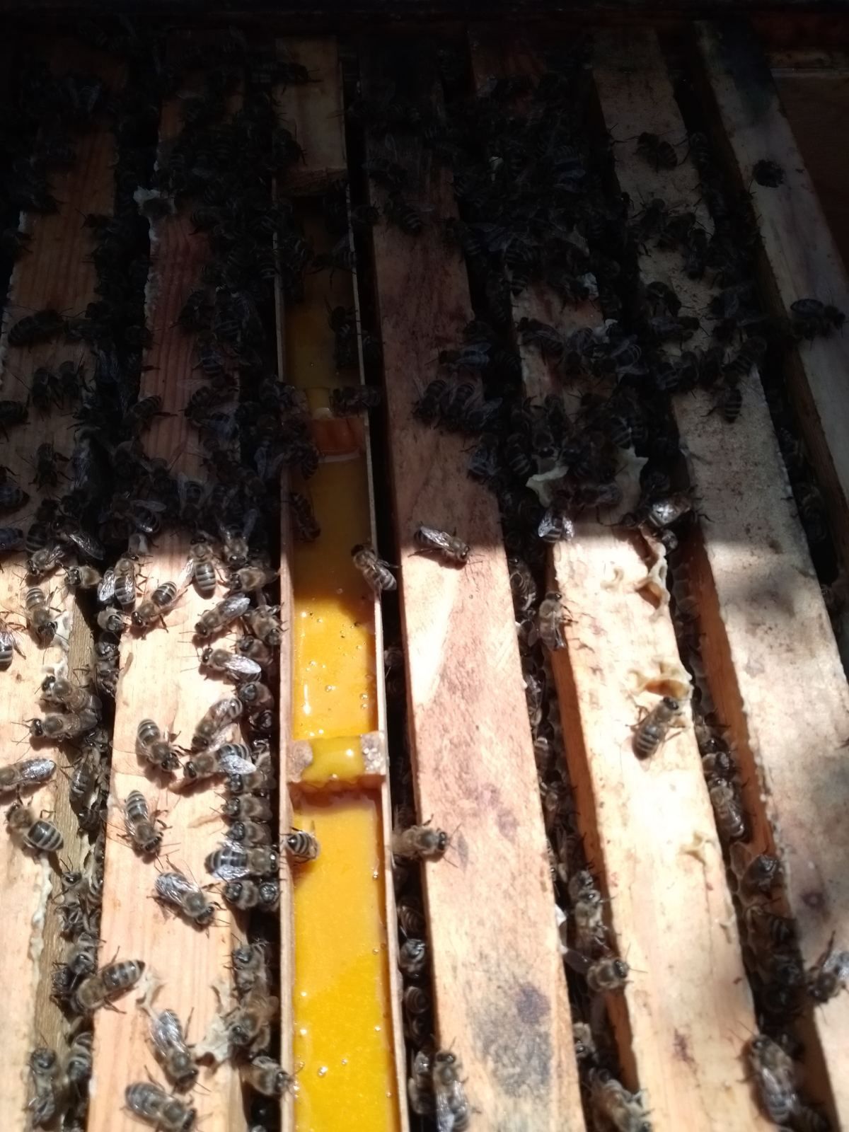Бджоломатки Карніка Бджолопакети
