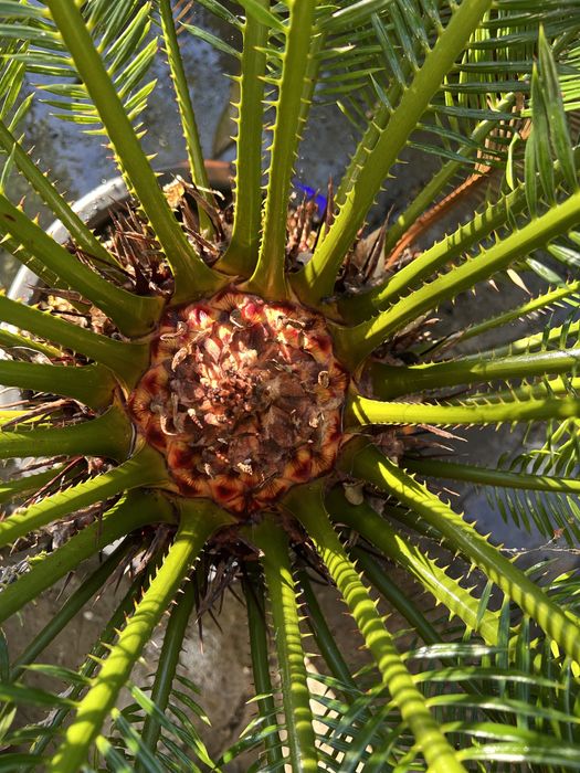 Cycas revoluta fantástica