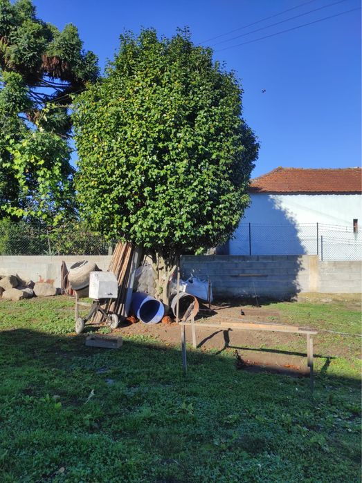 Árvore Camélia em excelente estado