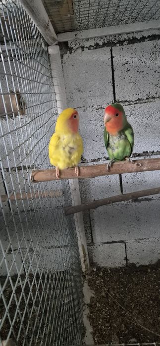 Casal agapornis oferta gaiola