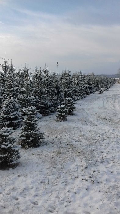 choinki świerk srebrny zielony pospolity  jodła