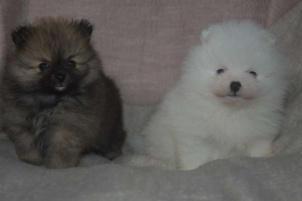 szpic miniaturowy pomeranian