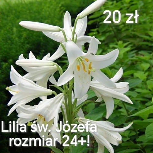 Duża cebula Lilii Świętego Józefa