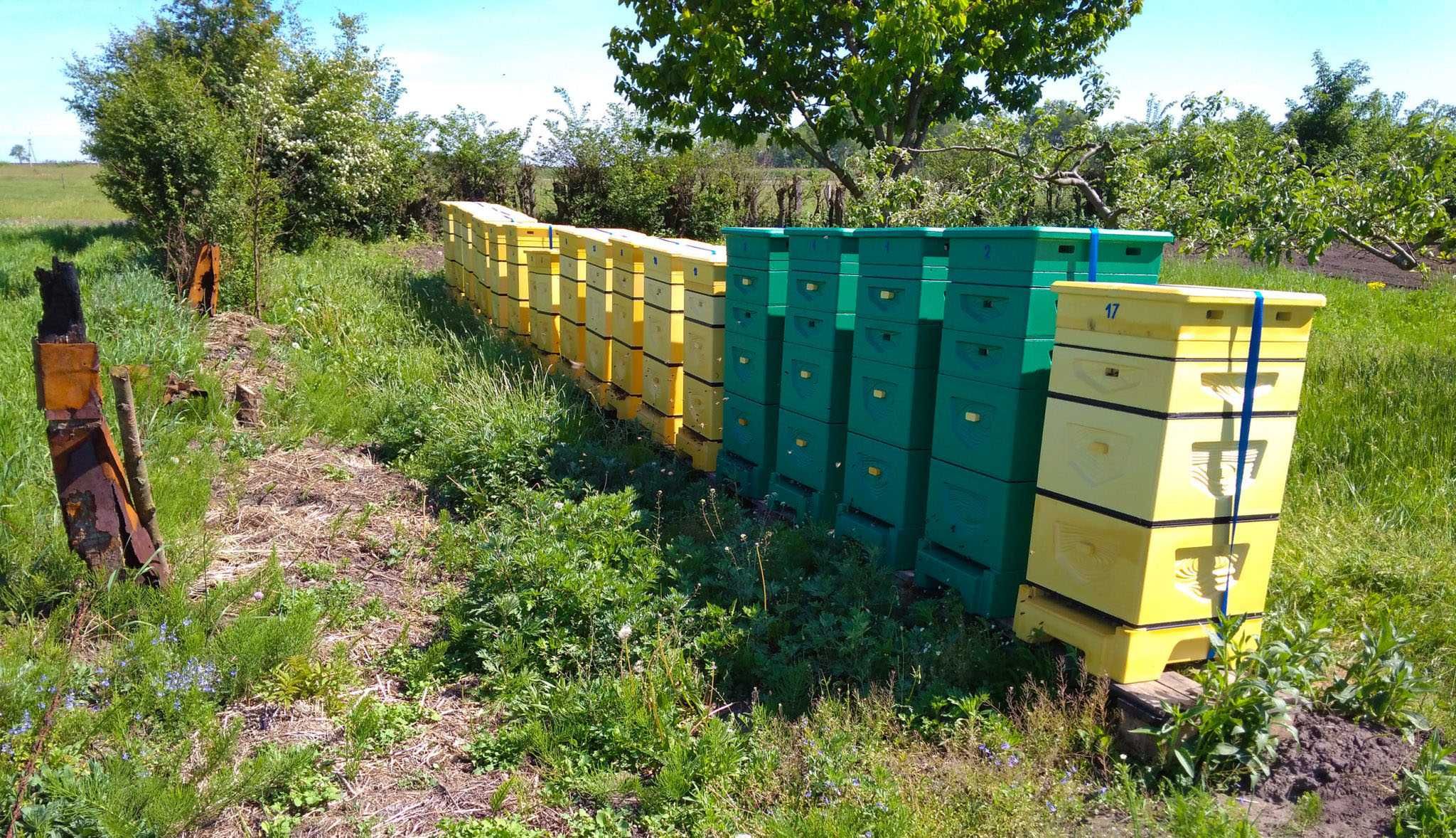 Rójki pszczele. Usuwanie rojów pszczół