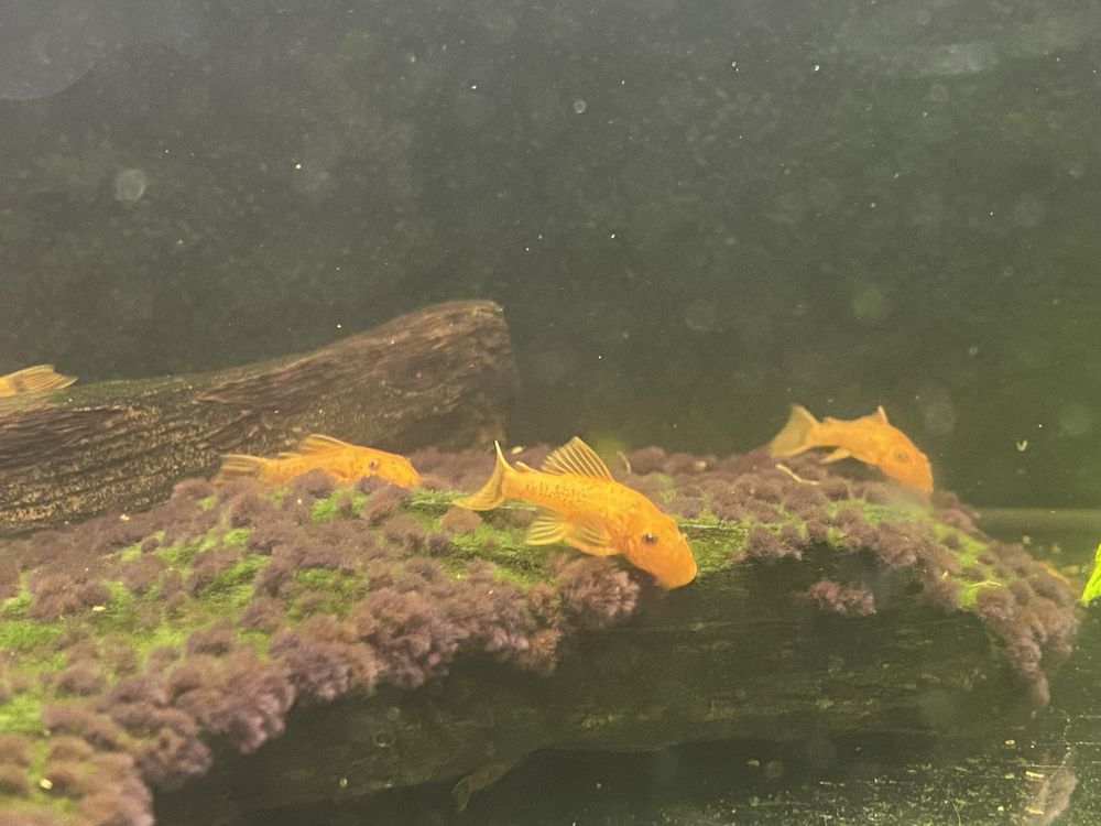 Zbrojnik, Ancistrus Red- glonojad, rezerwacja