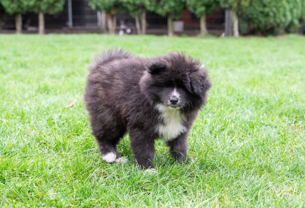 Akita Inu FCI/ZKwP długowłosy chłopiec