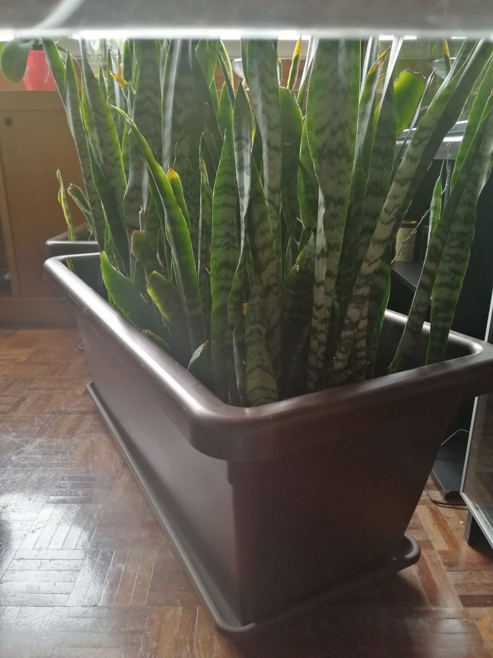 Espada São Jorge- Sansevieria Trifasciata desumidificador natural