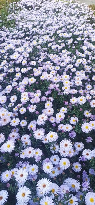 Многолетние, уличные Разные