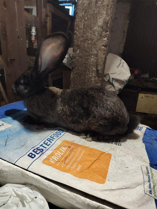 Olbrzym belgijski ZELAZISTY