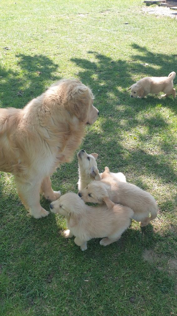 Reproduktor Golden Retriever