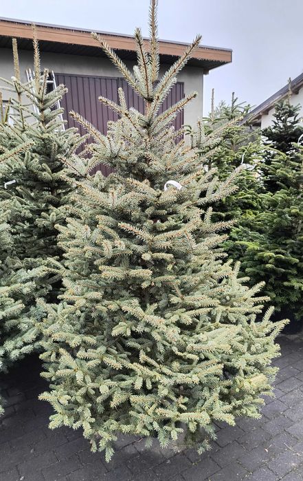 Choinki Bożonarodzeniowe