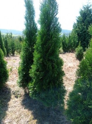 Thuja tuja Aureospicata złotokończysta, Brabant, Szmaragd, Tuja skrętn