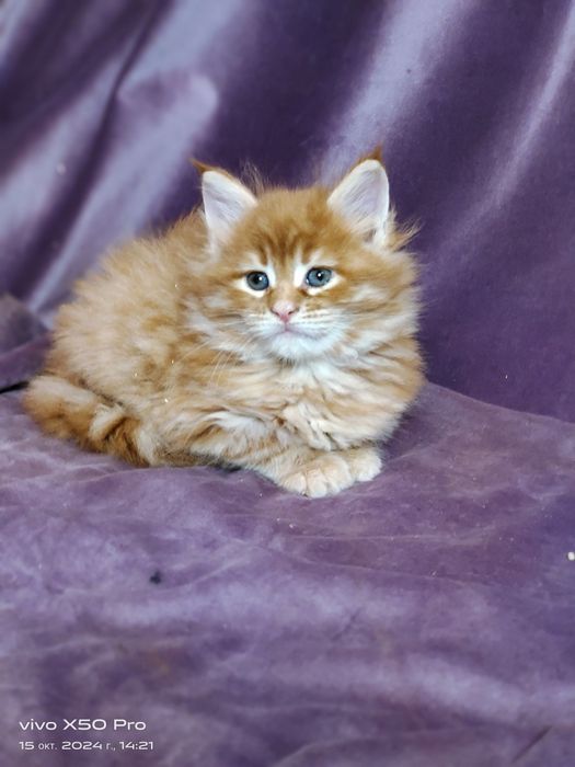 Ласковые мейнкунчики