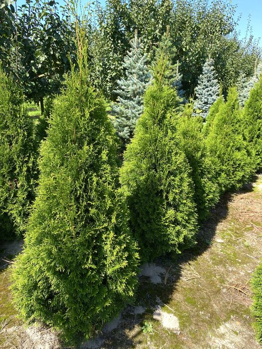 Tuja Szmaragd – gęsty, zielony żywopłot prosto od producenta