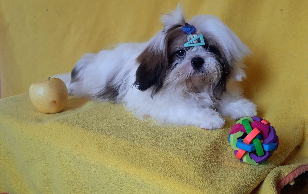 Чекають ши-тцу вже  підрощені-вже залишилося двоє-дівчинка і хлопчик