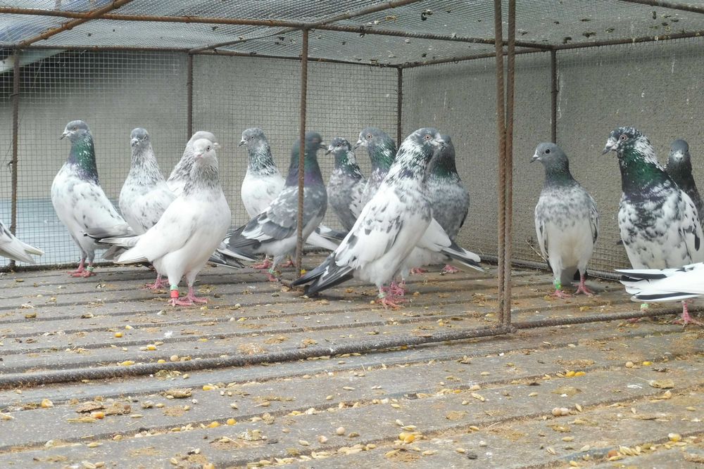 Sprzedam gołębie pakistańskie