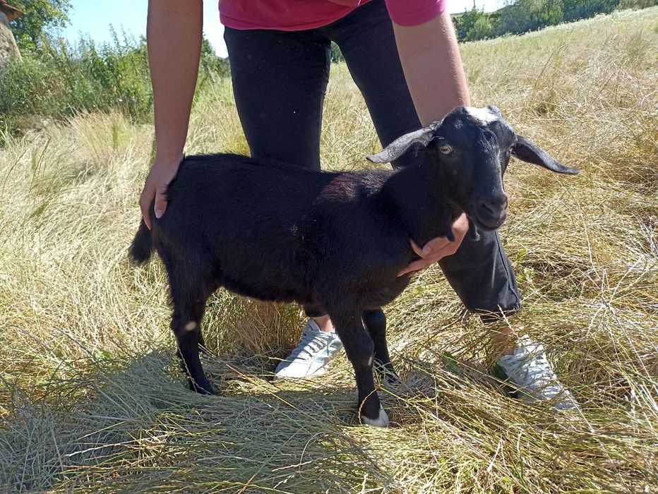 Продам англонубійського цапика