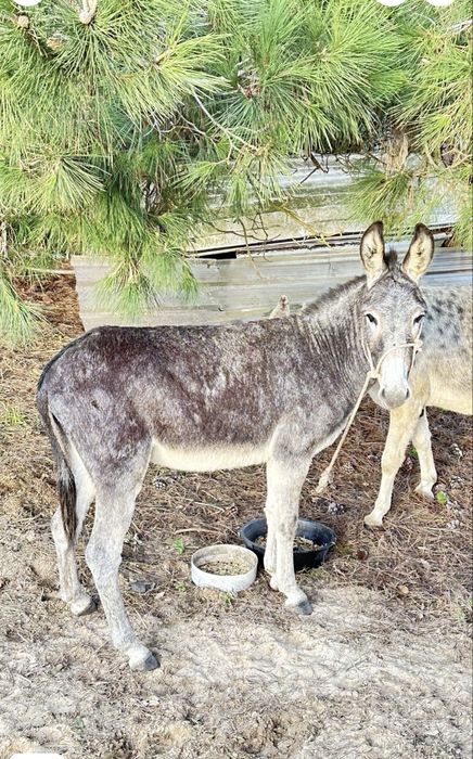 Burro Mirandês para doacao