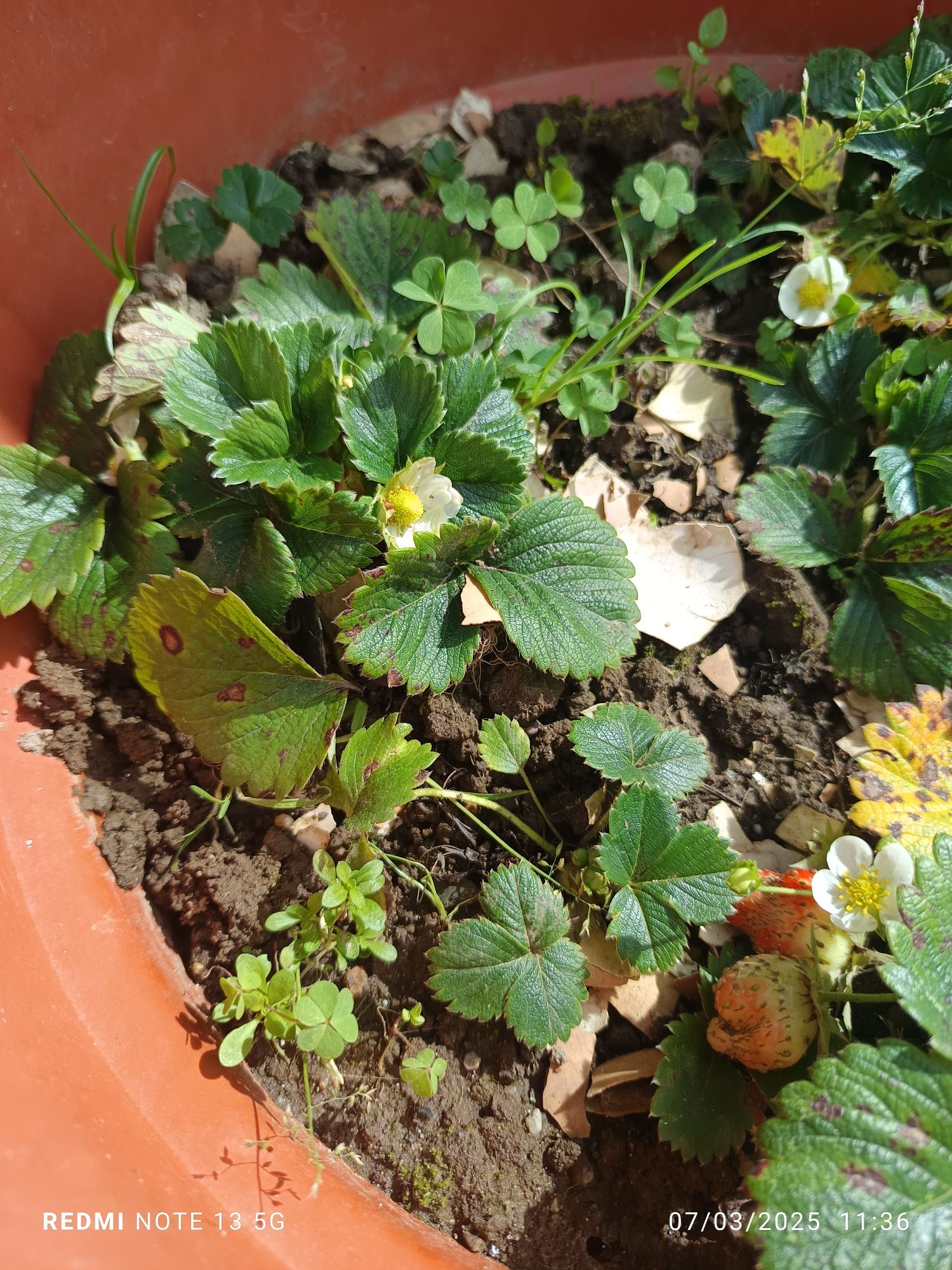Pés de morangos para plantar